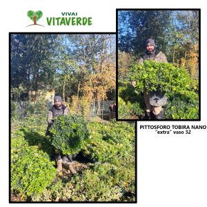 Pittosporum tobira Nano v32                                                                                                     