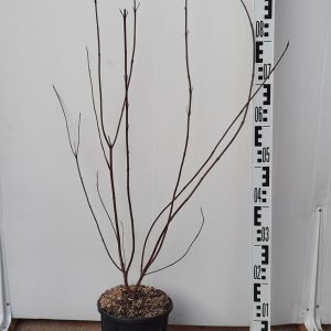 Cornus Alba Elegantissima v.18 (E)                                                                                              