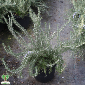 Aromatiche