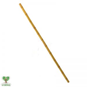 Canna bamboo h. 150 14-16 mm                                                                                                    