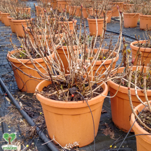 Arbusti a foglia caduca